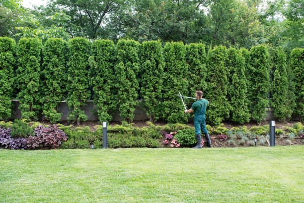 Best Arborist Consultation Services  in Magalia, CA